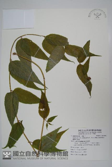 臺灣土黨參藏品圖，第1張