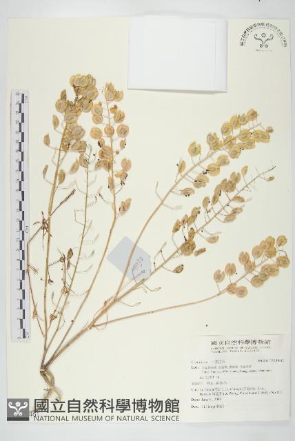 登錄號:S140461藏品圖，第1張