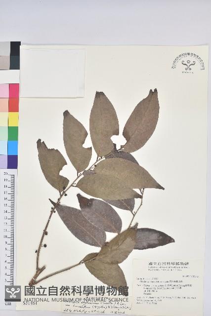 披針葉饅頭果藏品圖，第1張