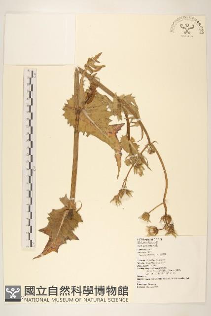 苦滇菜、苦菜藏品圖，第1張