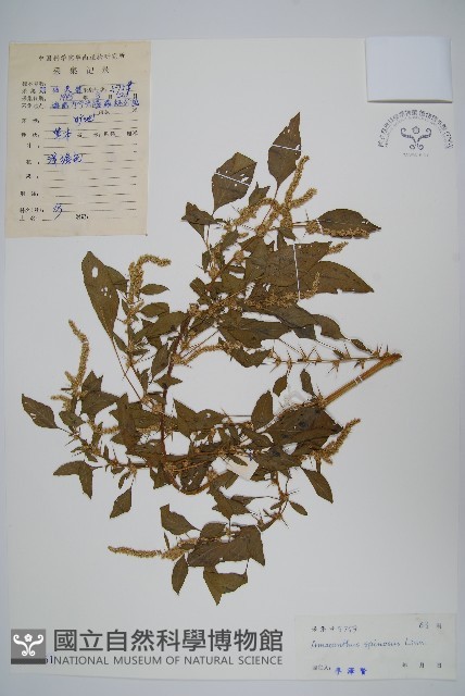 刺莧藏品圖，第1張