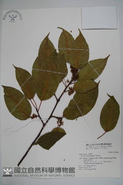 朱紅水木藏品圖，第1張