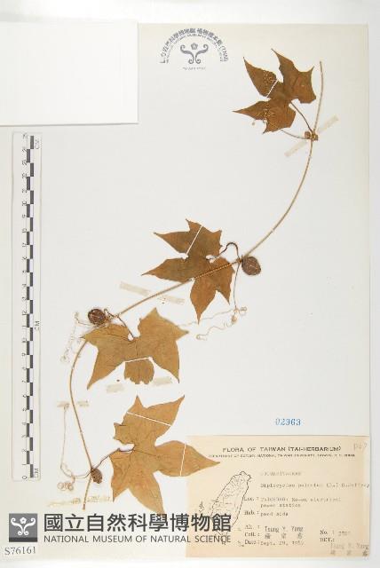 雙輪瓜藏品圖，第1張