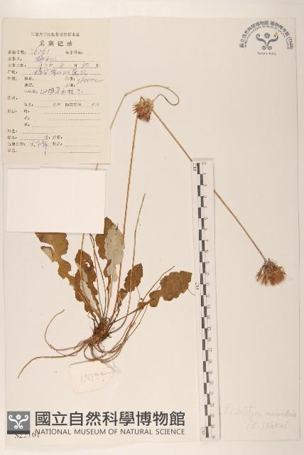 大丁草藏品圖，第1張