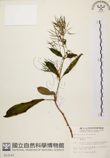 旋莢木藏品圖，第1張