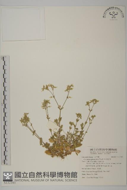 球序卷耳藏品圖，第1張