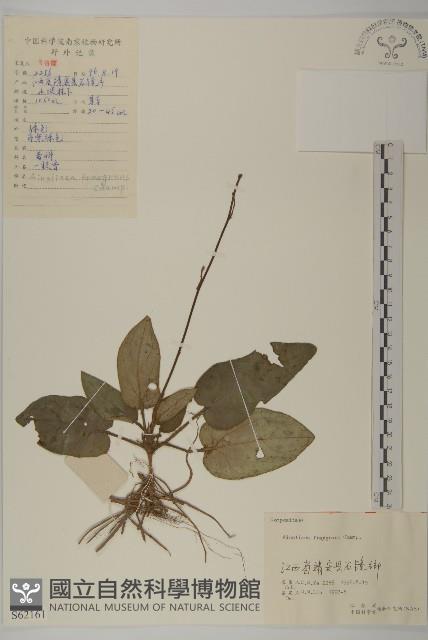 香鬼督郵藏品圖，第1張