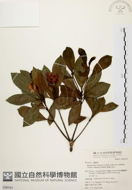 厚葉石斑木藏品圖，第1張