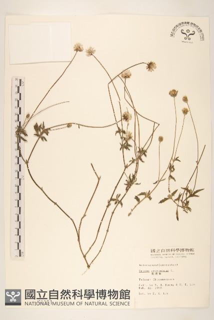 長柄菊藏品圖，第1張