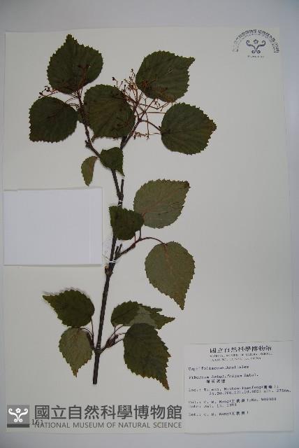 樺葉莢迷、玉山莢迷藏品圖，第1張