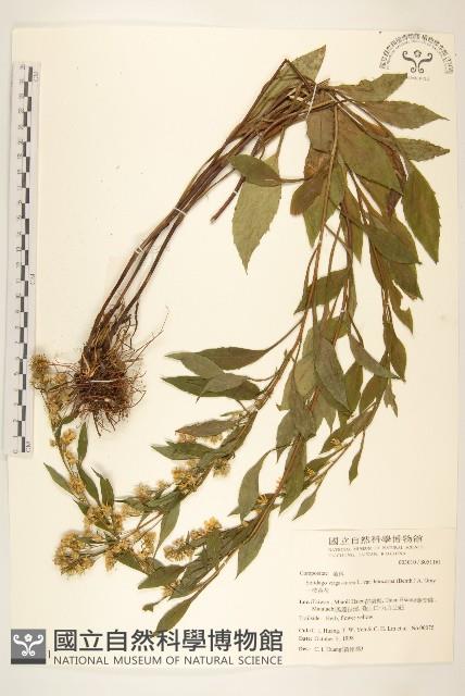 一枝黃花藏品圖，第1張