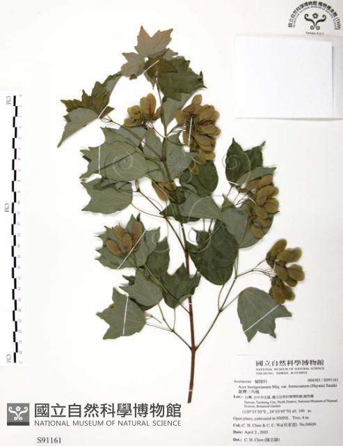臺灣三角楓藏品圖，第1張