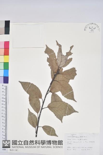 青剛櫟、鐵椆藏品圖，第1張