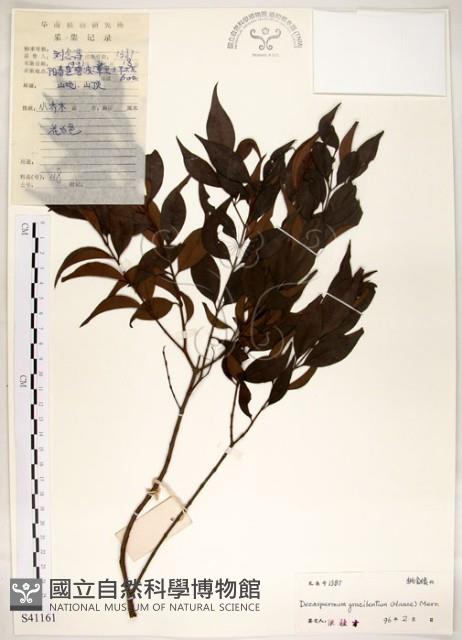 十子木、加入舅藏品圖，第1張