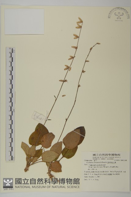 雲南兔兒風藏品圖，第1張