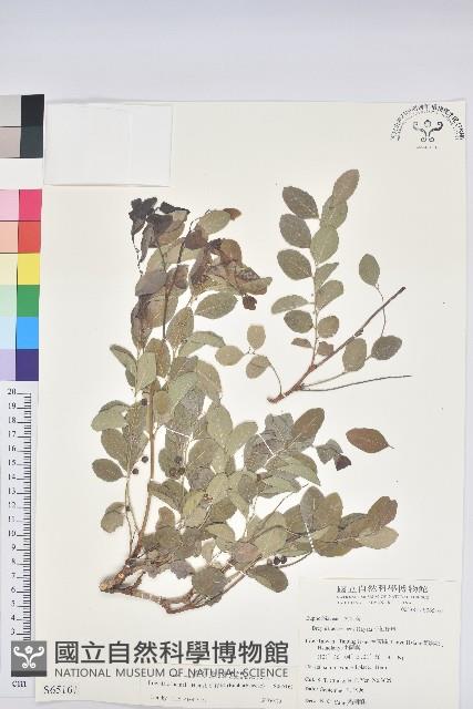 紅仔珠藏品圖，第1張