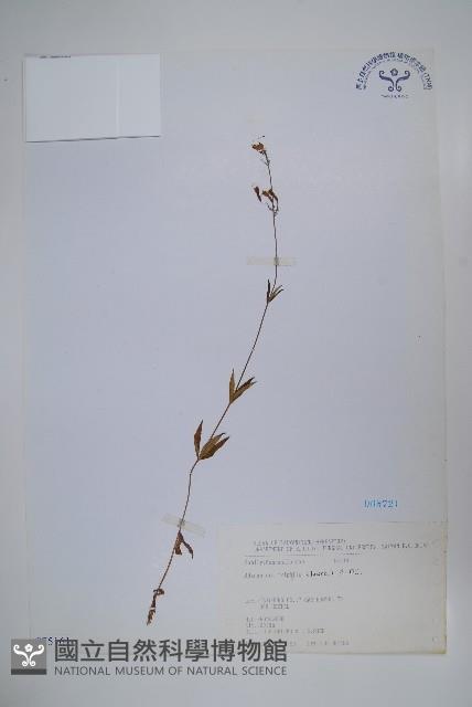 輪葉沙參藏品圖，第1張