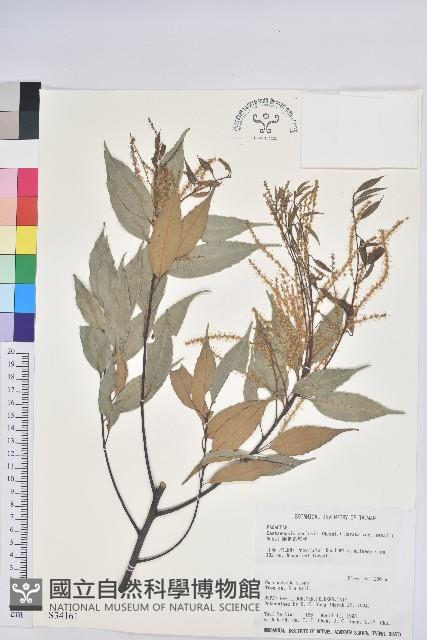 鋸葉長尾栲、白校欑藏品圖，第1張