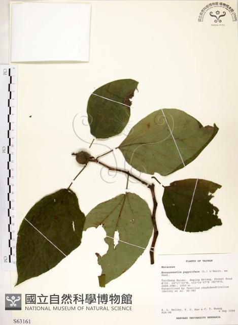 構樹藏品圖，第1張