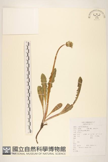 蒲公英藏品圖，第1張