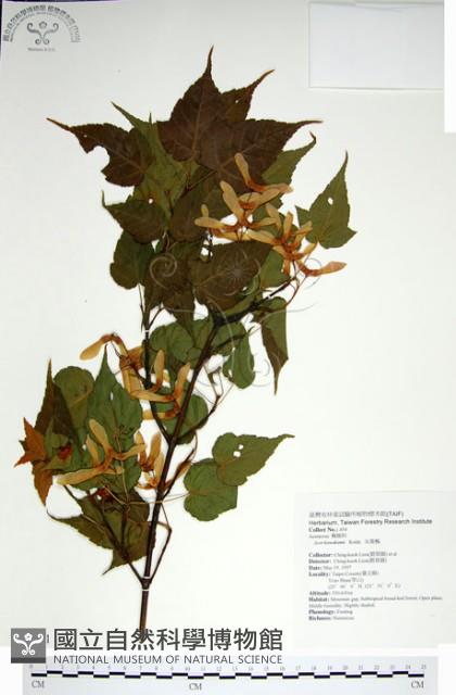 尖葉槭藏品圖，第1張