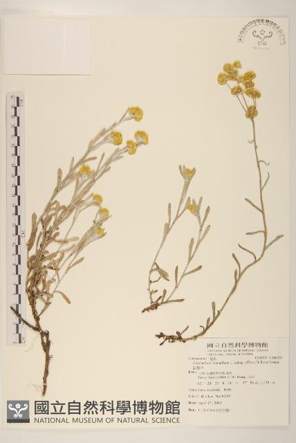 鼠麴草藏品圖，第1張