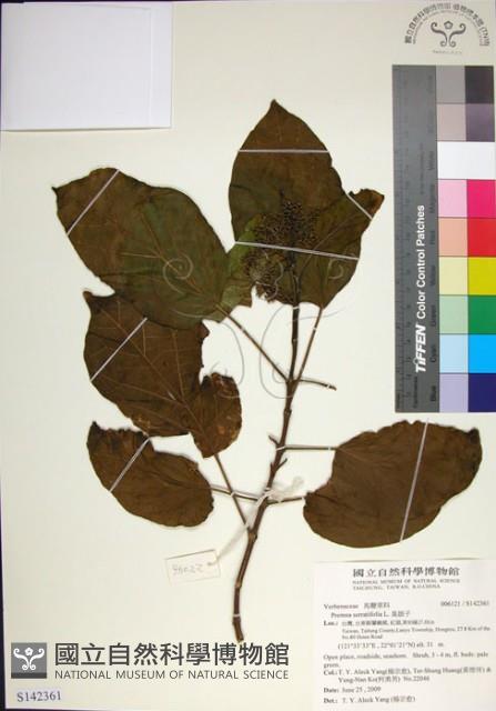 臭娘子藏品圖，第1張