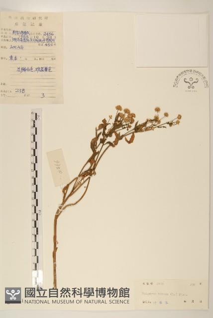 白頂飛蓬藏品圖，第1張