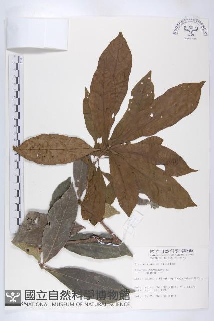 猴歡喜藏品圖，第1張