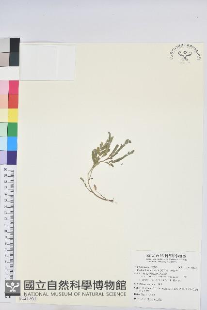 葉下珠、珠仔草藏品圖，第1張