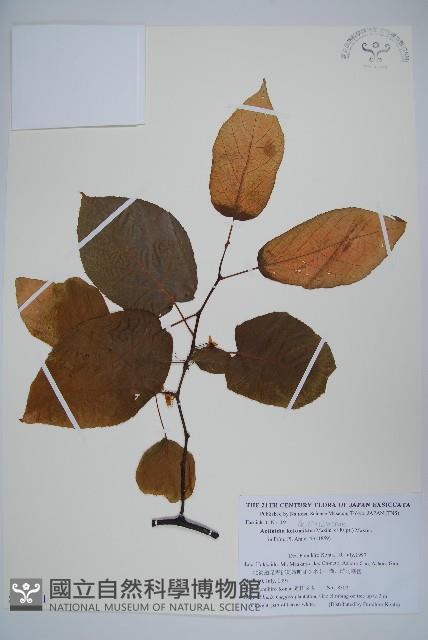 狗棗獼猴桃藏品圖，第1張