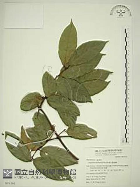 巒大雀梅藤藏品圖，第1張