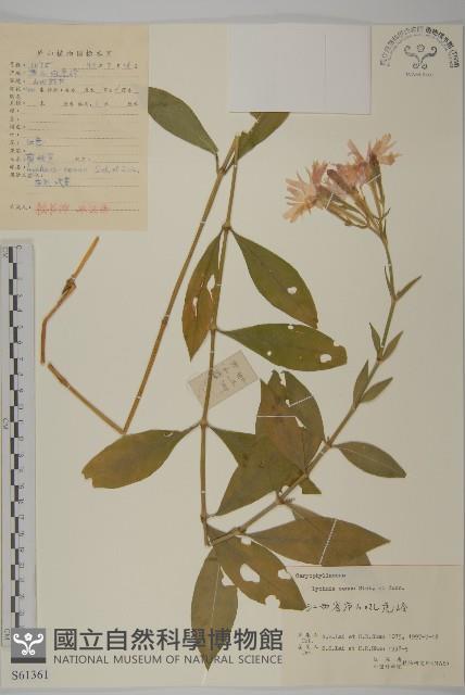 剪秋羅、剪秋紗、漢宮秋藏品圖，第1張