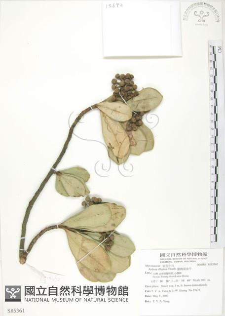 蘭嶼樹杞、蘭嶼紫金牛藏品圖，第1張