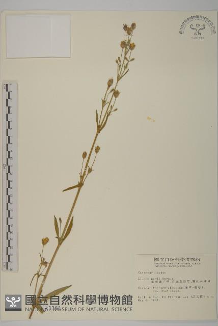 臺灣蠅子草藏品圖，第1張