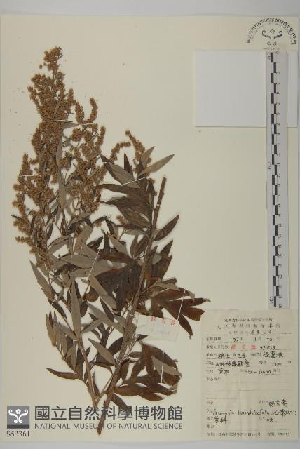 野艾蒿藏品圖，第1張