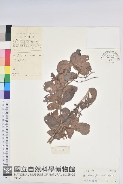 方葉五月茶藏品圖，第1張