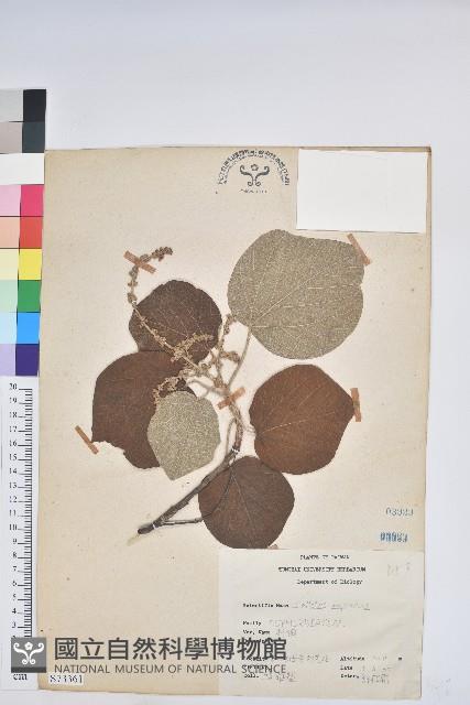 野桐藏品圖，第1張