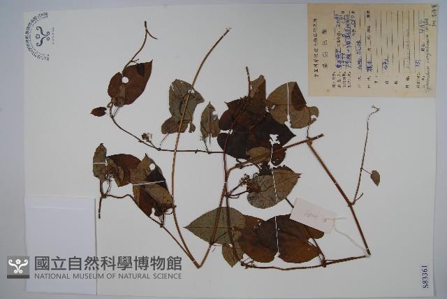 刺瓜藏品圖，第1張