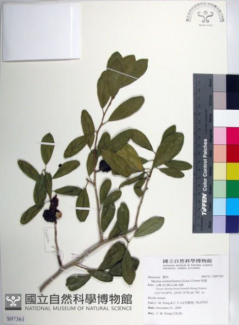 柘樹藏品圖，第1張