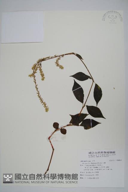 牛膝藏品圖，第1張