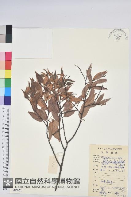 長尾栲、長尾柯、長尾尖葉櫧藏品圖，第1張