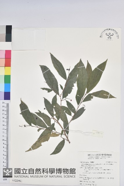 密花五月茶藏品圖，第1張