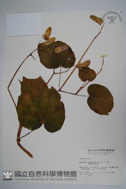 溪頭秋海棠藏品圖，第1張