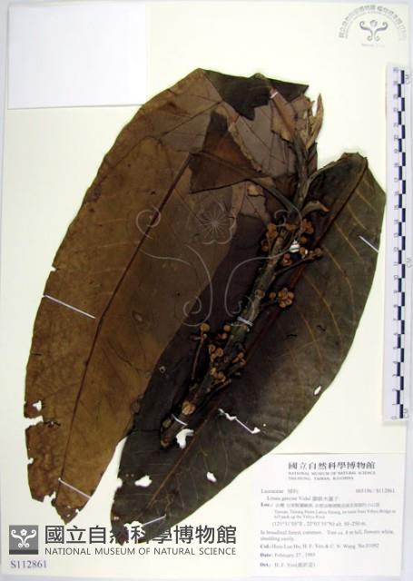 蘭嶼木薑子藏品圖，第1張