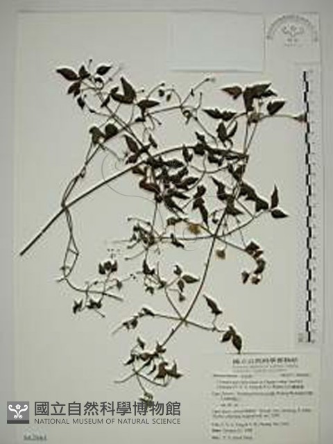 巴氏鐵線蓮藏品圖，第1張
