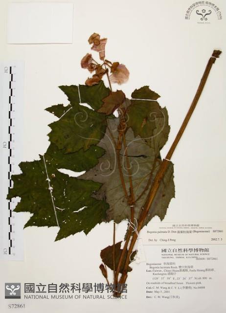 裂葉秋海棠藏品圖，第1張