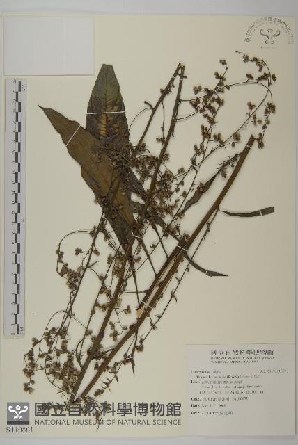 走馬胎藏品圖，第1張