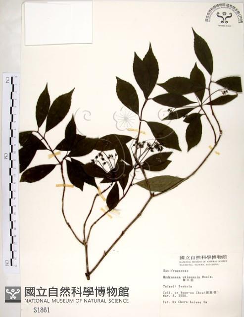 華八仙藏品圖，第1張