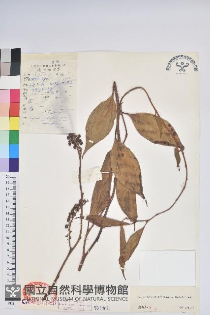 尖基木藜蘆藏品圖，第1張